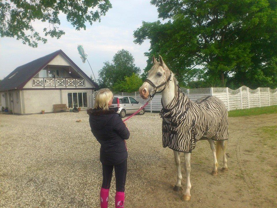 Arabisk fuldblod (OX) Wahinni ox *R.I.P. 19-08-15* billede 11