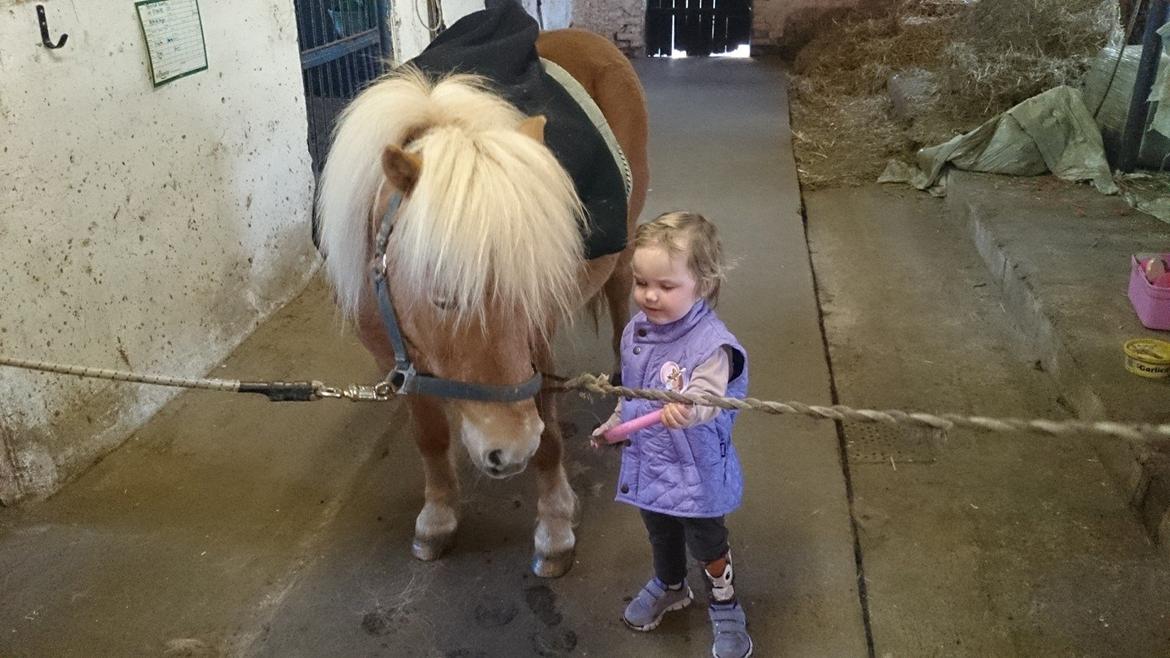 Shetlænder Frederik - ida forkæler frede med gulerødder.. billede 2