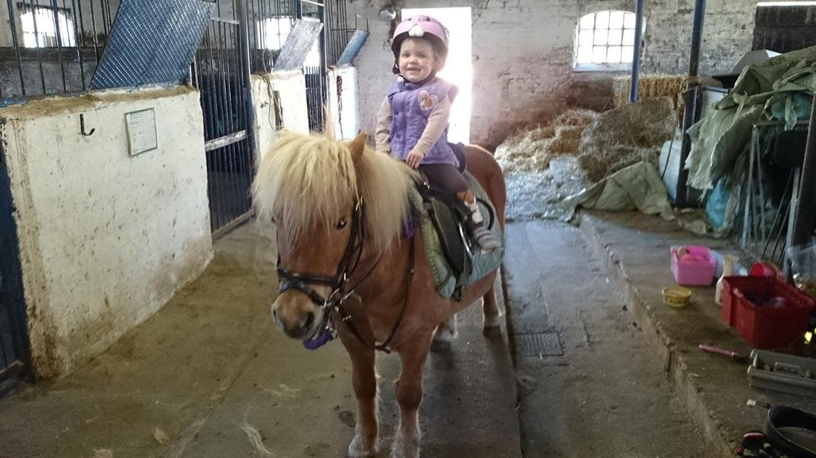 Shetlænder Frederik - første ridetur på frede billede 4