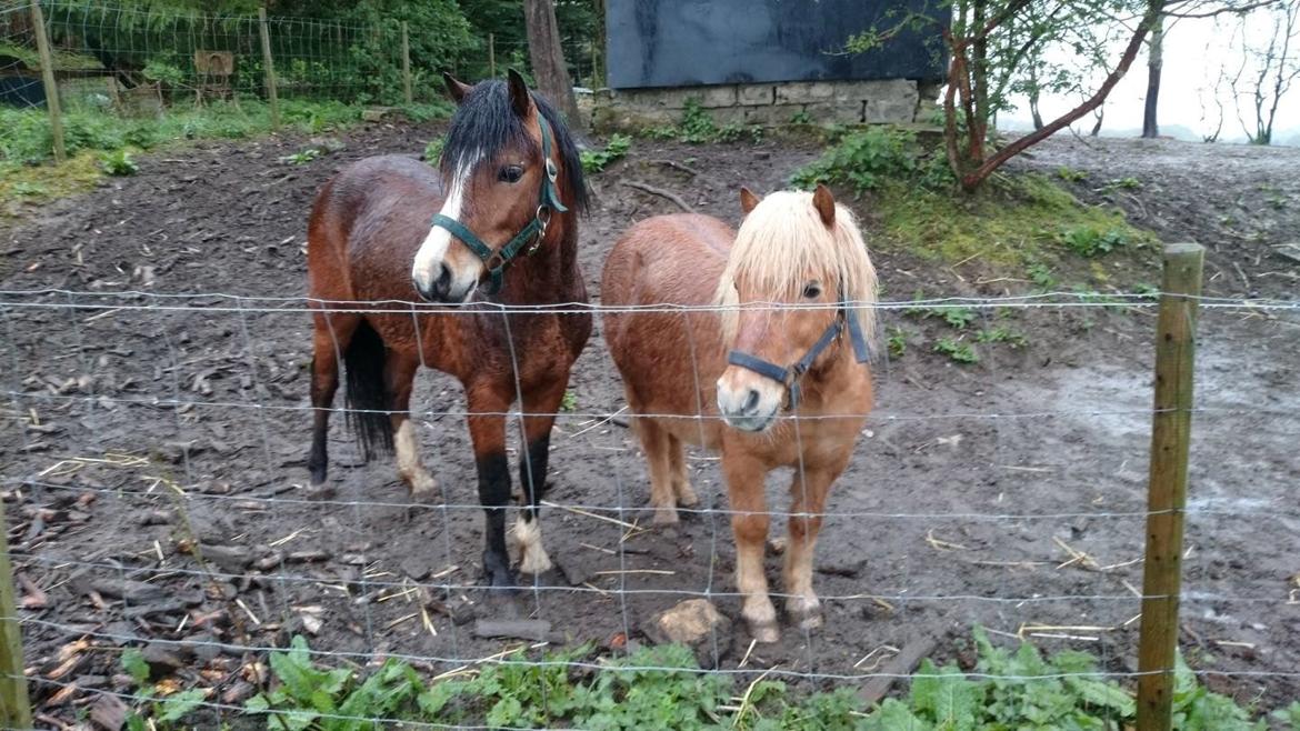 Shetlænder Frederik billede 5