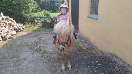 Shetlænder Frederik - klar til at ride ud i det blå billede 7