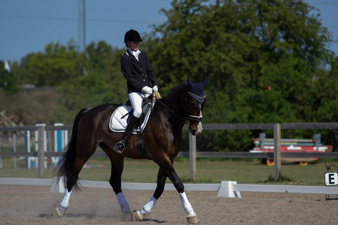 Hollandsk Varmblod Annika - SydhavsCup 2014 1. afd. La2 billede 7