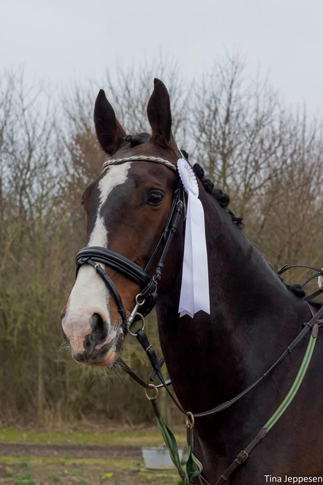 Hollandsk Varmblod Annika - Klubmesterskaberne 2014 billede 15