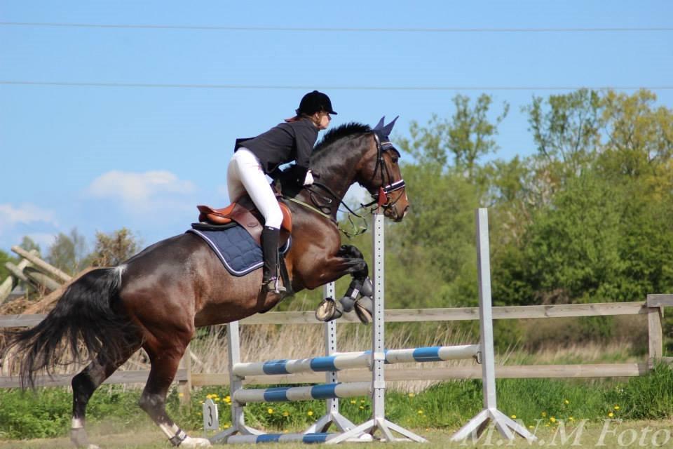 Hollandsk Varmblod Annika - SydhavsCup 2014 1. afd. 70cm billede 9