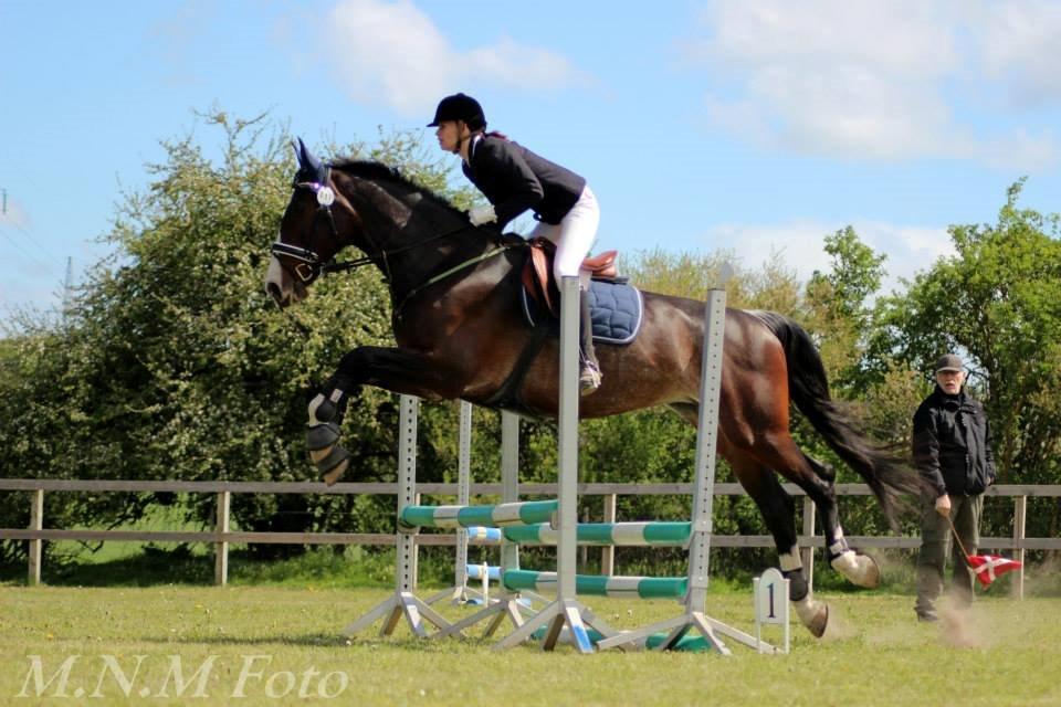 Hollandsk Varmblod Annika - SydhavsCup 2014 1. afd. 70cm billede 10