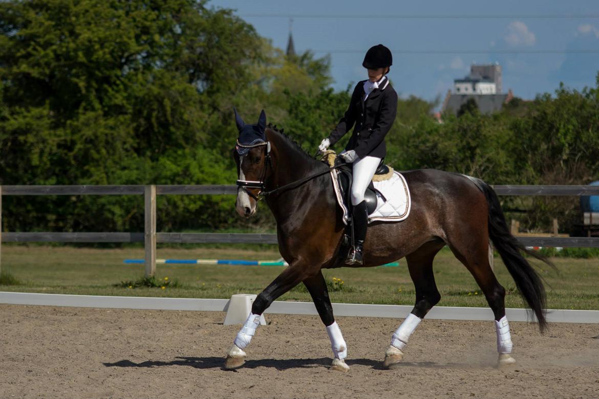 Hollandsk Varmblod Annika - SydhavsCup 2014 1. afd. La2 billede 6