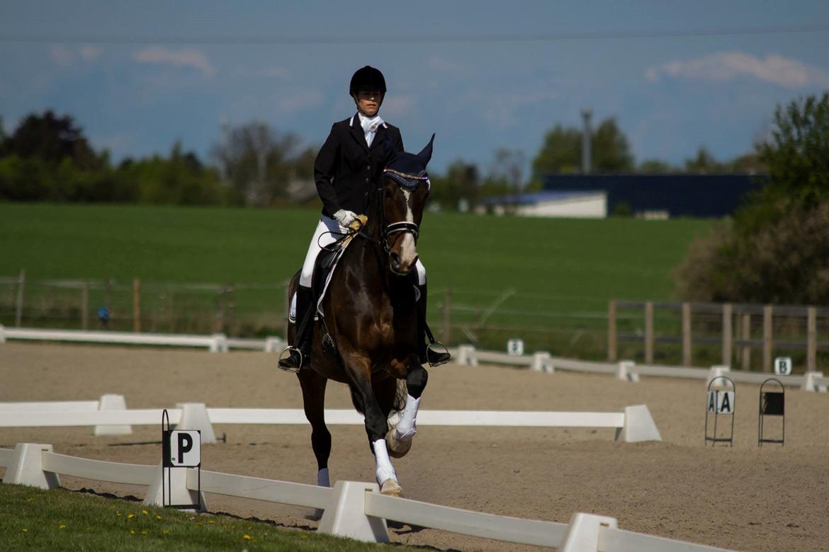 Hollandsk Varmblod Annika - SydhavsCup 2014 1. afd. La2 billede 5