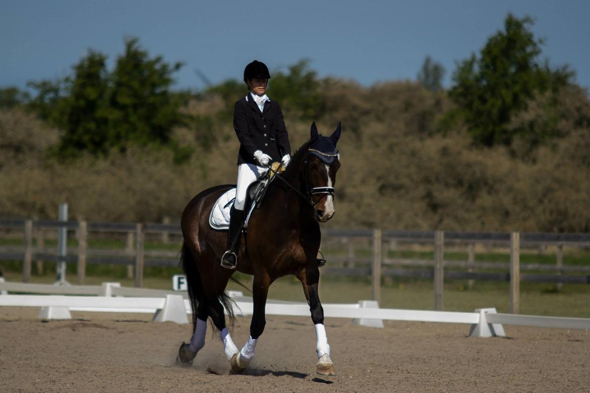 Hollandsk Varmblod Annika - SydhavsCup 2014 1. afd. La2 billede 8