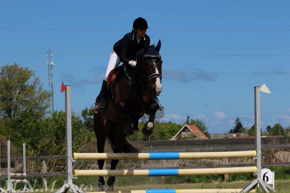 Hollandsk Varmblod Annika - SydhavsCup 2014 1. afd. 70cm billede 11