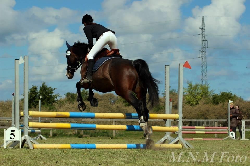 Hollandsk Varmblod Annika - SydhavsCup 2014 1. afd. 70cm billede 12