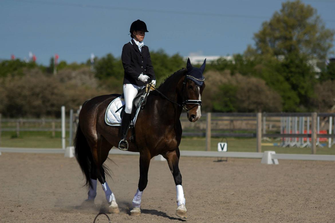 Hollandsk Varmblod Annika - SydhavsCup 2014 1. afd. La2 billede 4