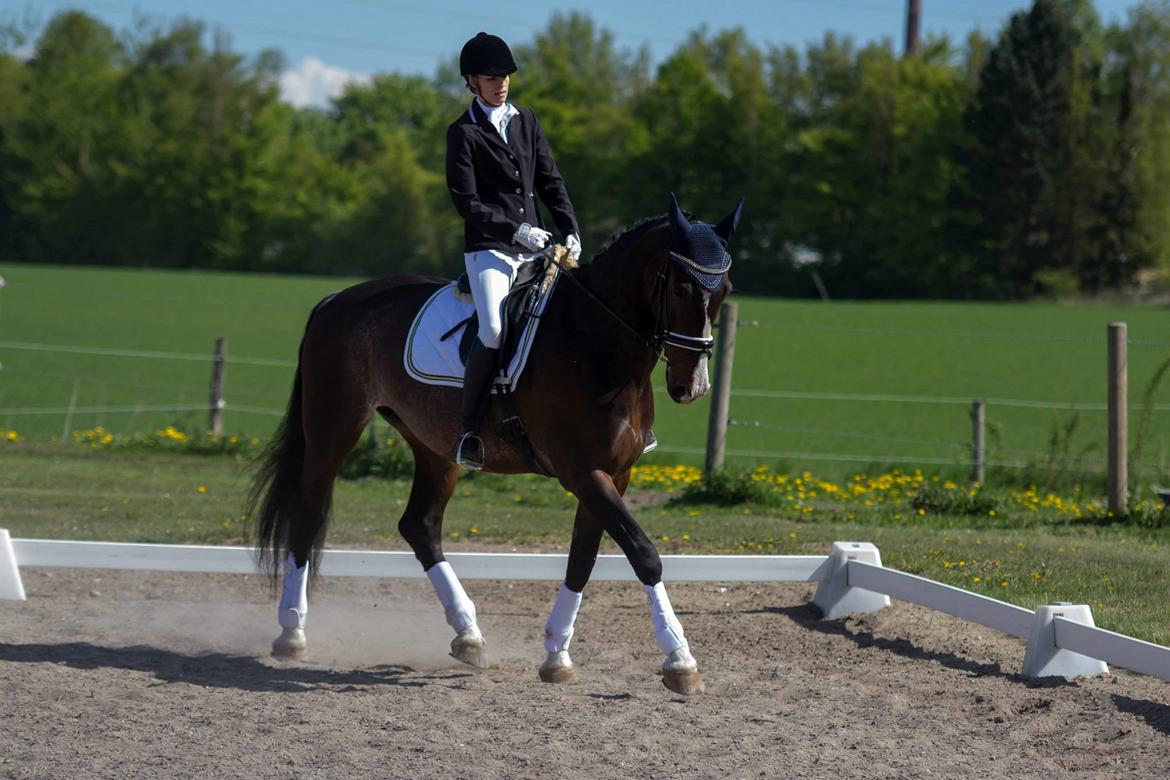 Hollandsk Varmblod Annika - SydhavsCup 2014 1. afd. La2 billede 3