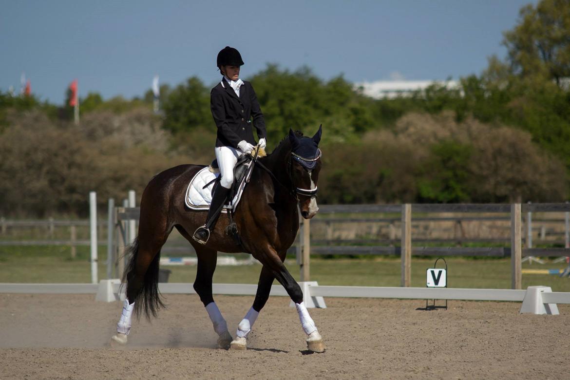Hollandsk Varmblod Annika - SydhavsCup 2014 1. afd. La2 billede 2