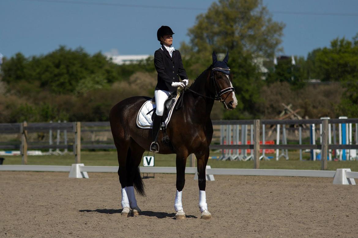 Hollandsk Varmblod Annika - SydhavsCup 2014 1. afd. La2 billede 1