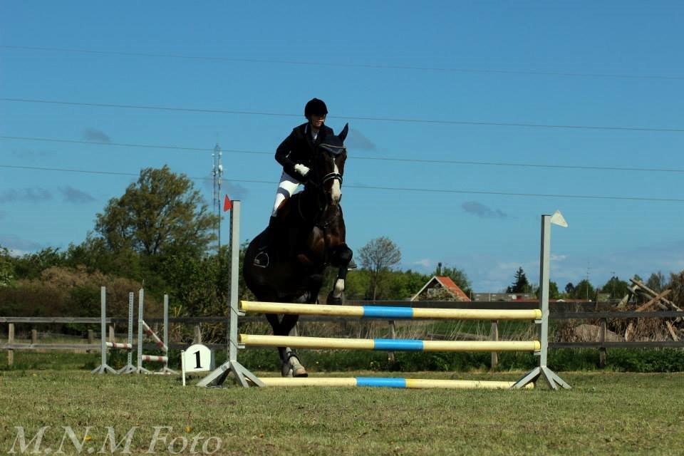 Hollandsk Varmblod Annika - SydhavsCup 2014 1. afd. 70cm billede 13
