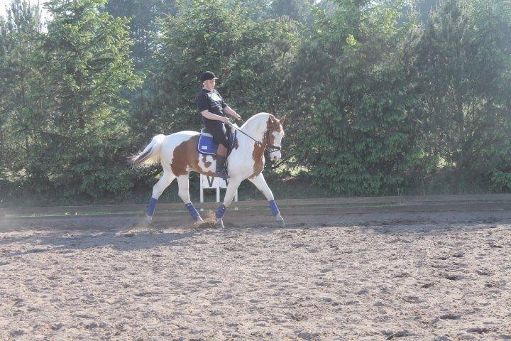 Pinto Nikolaj af Dutterup billede 36