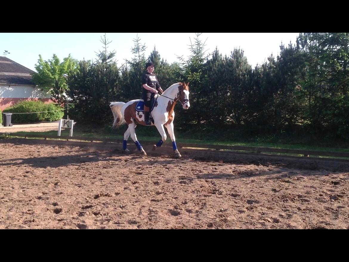 Pinto Nikolaj af Dutterup billede 37