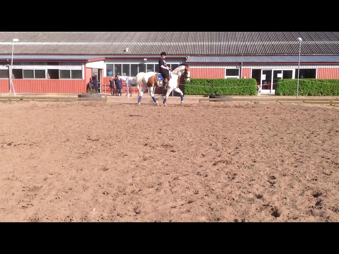 Pinto Nikolaj af Dutterup billede 38