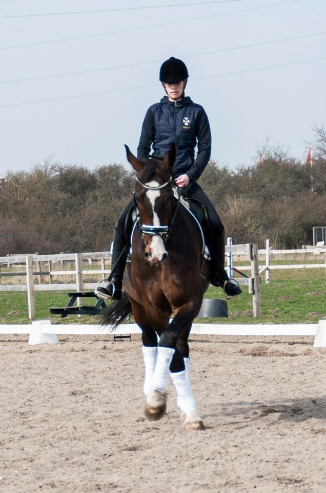 Hollandsk Varmblod Annika - Kursus v. FEI Dommer Susanne Baarup :) billede 18