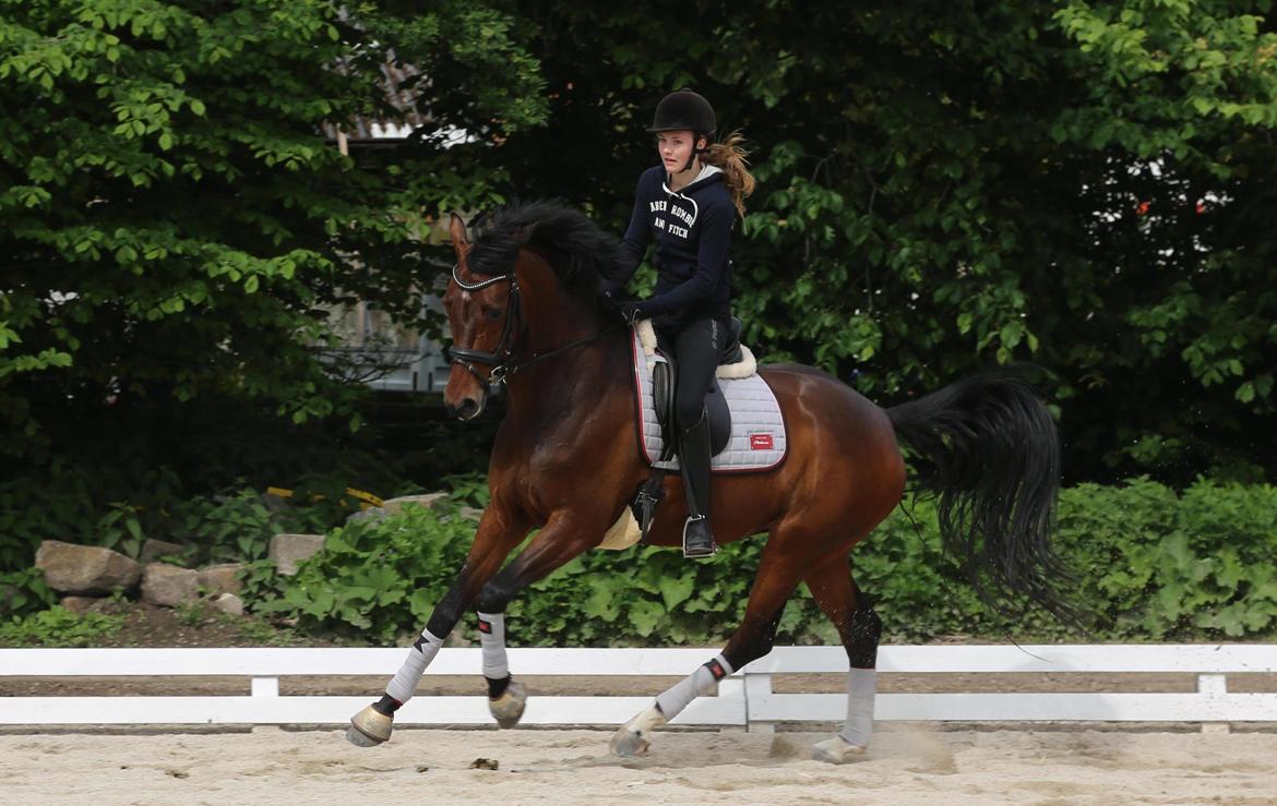 Dansk Varmblod Gørklintgårds Gaia - Træning ved Dufour 2014 billede 1