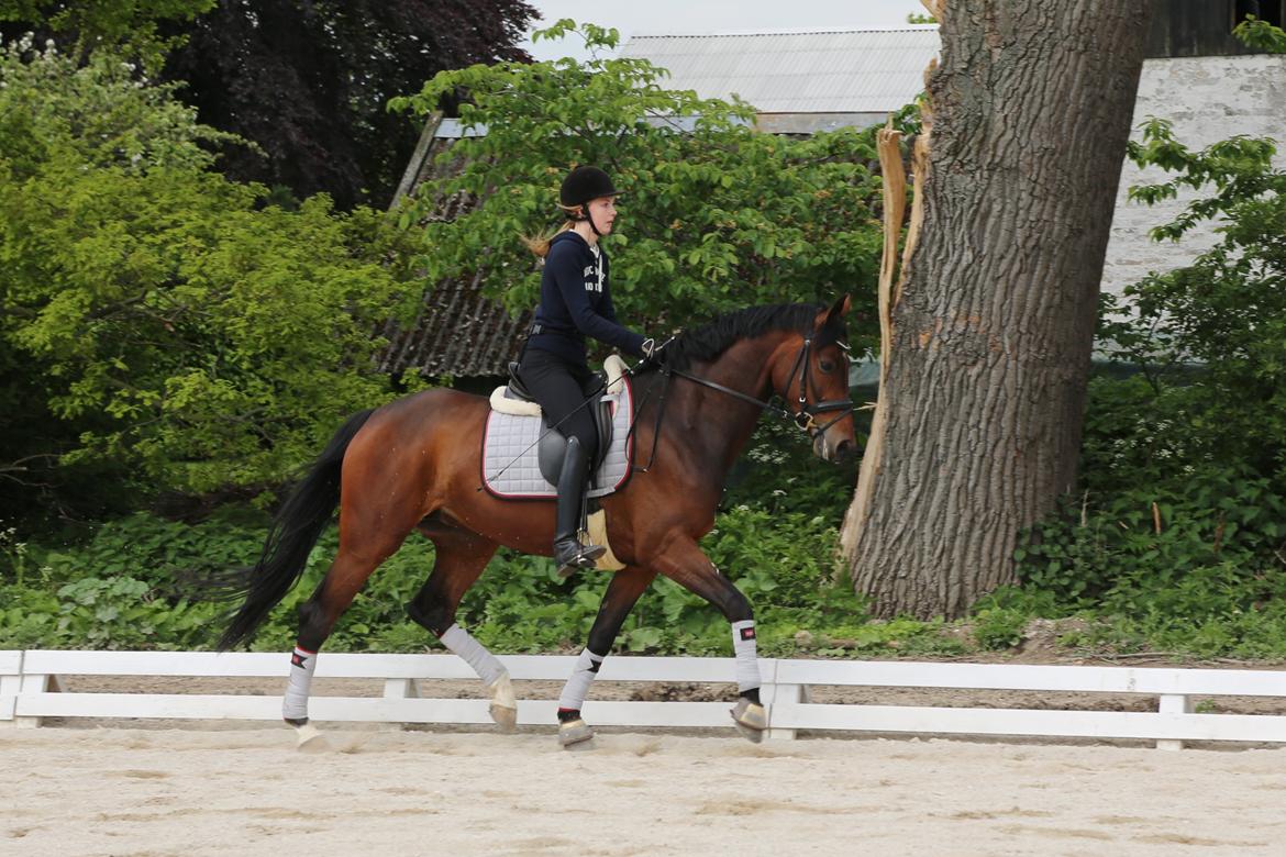 Dansk Varmblod Gørklintgårds Gaia billede 3