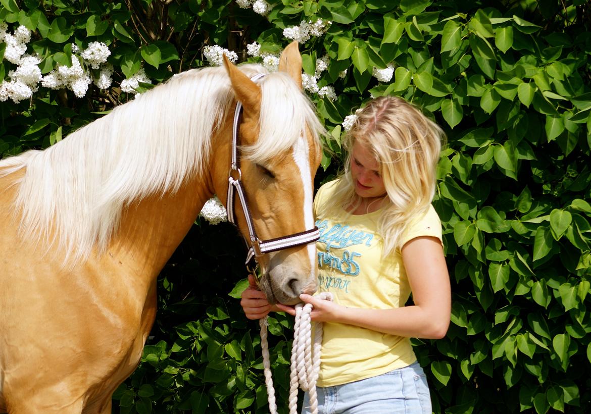 Palomino Hedegaards Colmar Blue billede 14