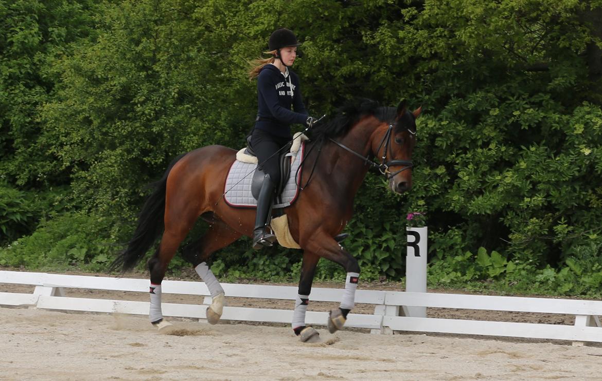 Dansk Varmblod Gørklintgårds Gaia billede 2