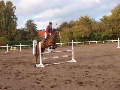 Hollandsk Varmblod Zorbella billede 10