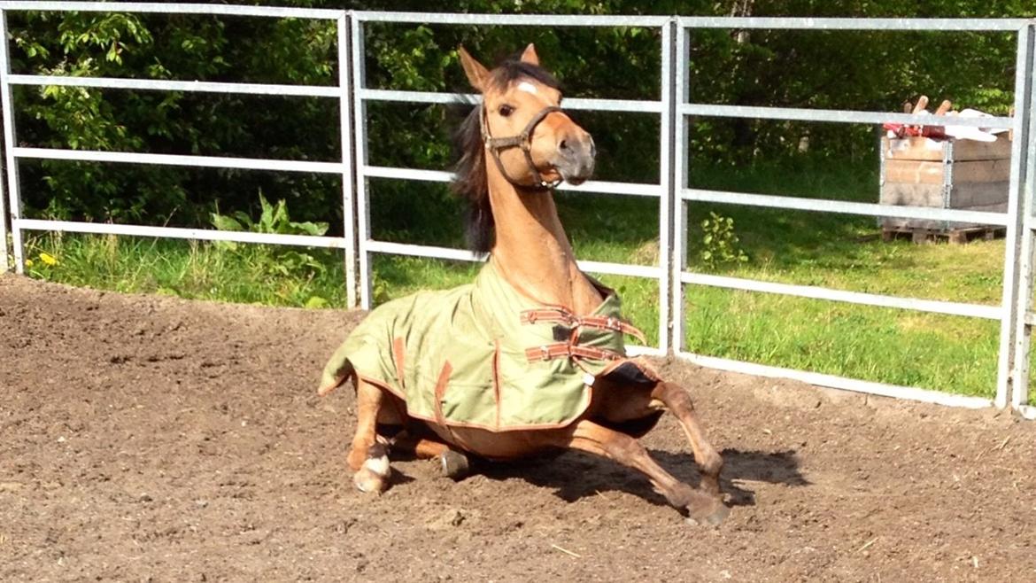 Anden særlig race Labina Suprise billede 21