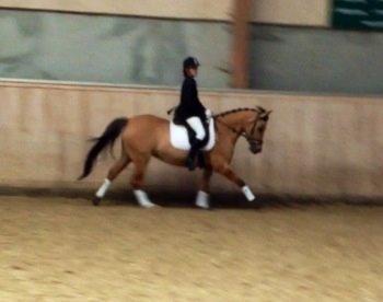 Anden særlig race Labina Suprise billede 22