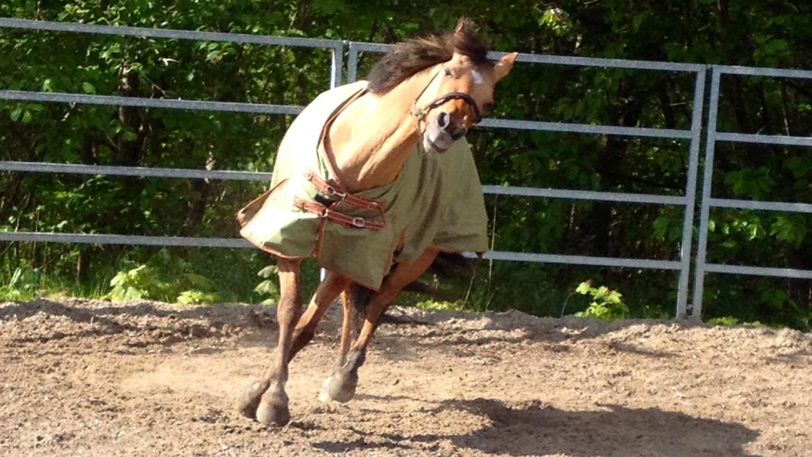 Anden særlig race Labina Suprise billede 23