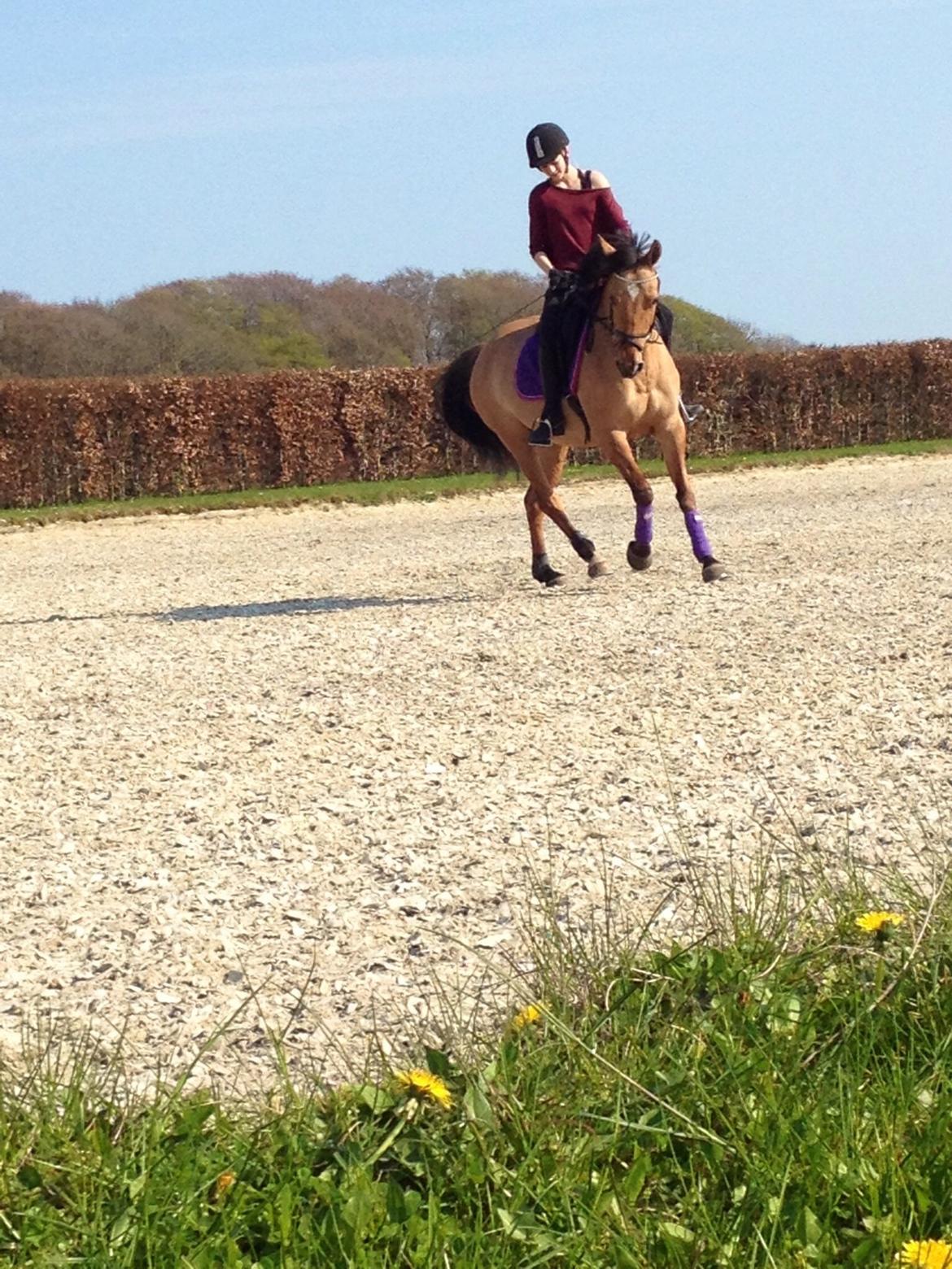 Anden særlig race Labina Suprise billede 24