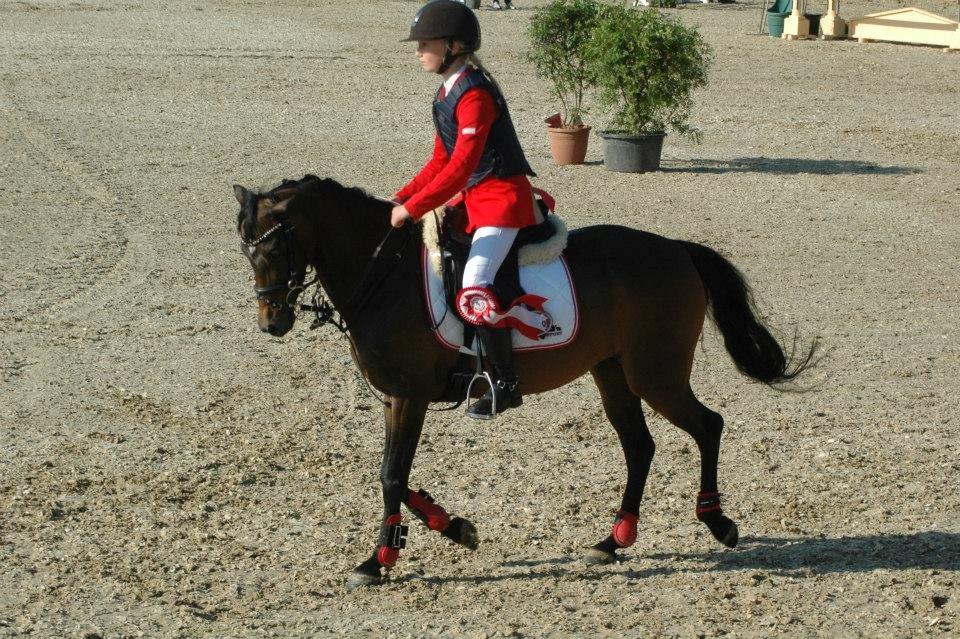 Welsh Pony (sec B) Bjerregaards Katja (Damp-Åse) billede 1