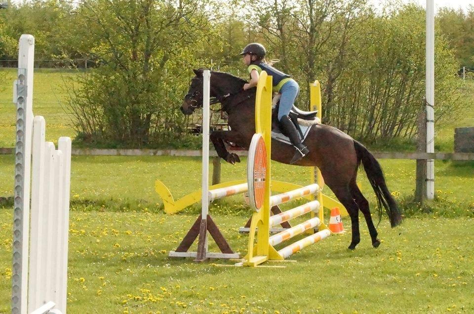 Welsh Pony (sec B) Bjerregaards Katja (Damp-Åse) billede 3