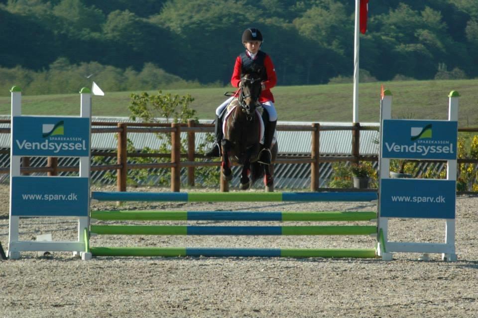 Welsh Pony (sec B) Bjerregaards Katja (Damp-Åse) billede 9
