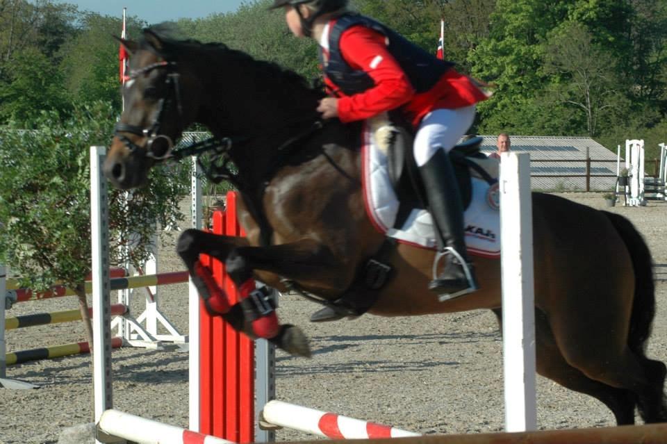 Welsh Pony (sec B) Bjerregaards Katja (Damp-Åse) billede 5