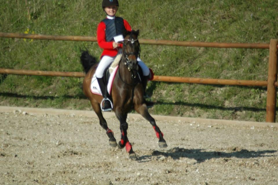 Welsh Pony (sec B) Bjerregaards Katja (Damp-Åse) billede 8