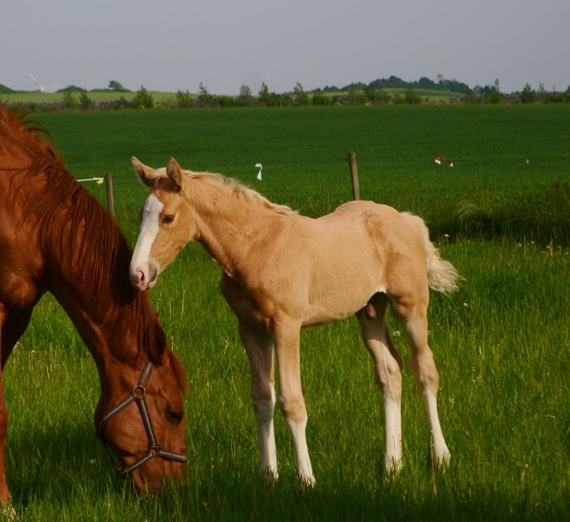 Palomino Stensgaardens Copyright - 4 uger gammel billede 50