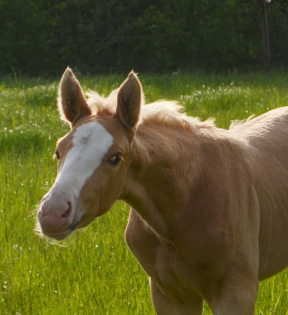 Palomino Stensgaardens Copyright - 4 uger gammel billede 48