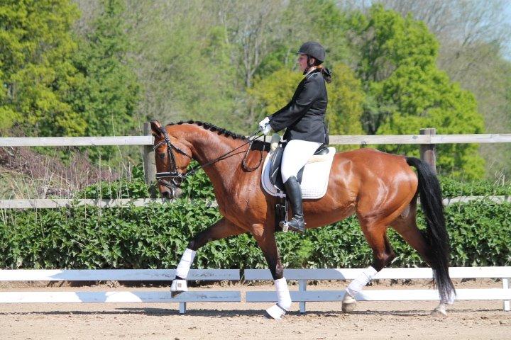 Dansk Varmblod Åkær Charlot (tilbage leveret) billede 3