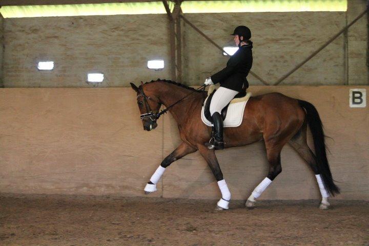 Dansk Varmblod Åkær Charlot (tilbage leveret) billede 7