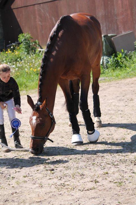 Dansk Varmblod Åkær Charlot (tilbage leveret) billede 9