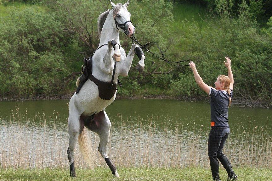 Arabisk fuldblod (OX) TIL MINDE om Gaudeamus - Fjelsted 2014 billede 10