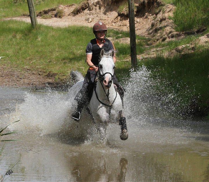 Arabisk fuldblod (OX) TIL MINDE om Gaudeamus - Fjelsted 2014 billede 18