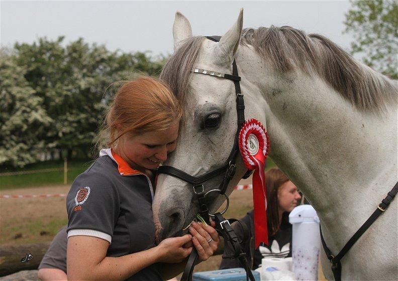 Arabisk fuldblod (OX) TIL MINDE om Gaudeamus - Fjelsted 2014 billede 13