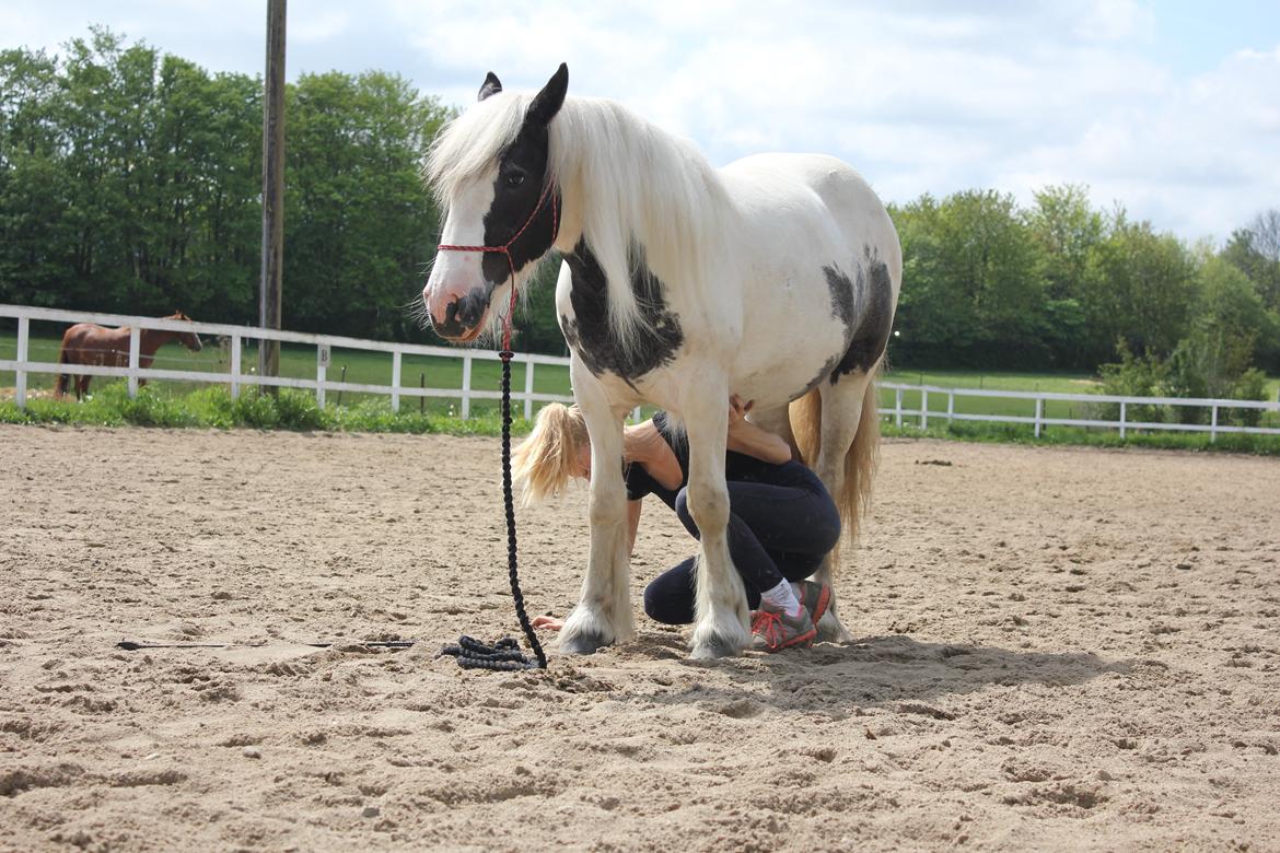 Tinker Malu - Sommer 2014. billede 5