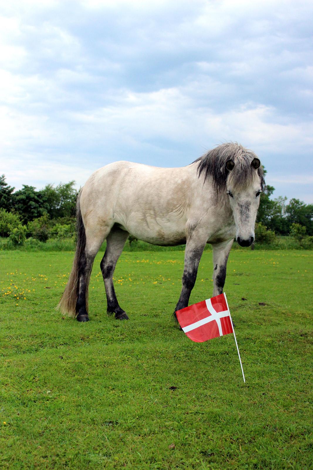 Islænder Disa fra Fruerlund - Disa på sin 8års fødselsdag :)) Flaget var vældig farligt..xD Maj 2014. Billede: Mig:) billede 42