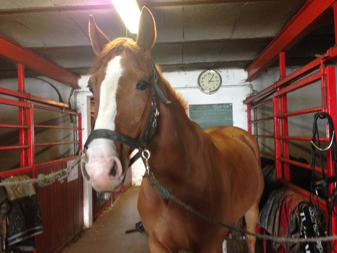 Dansk Varmblod Lindegaardens Zafir  billede 4