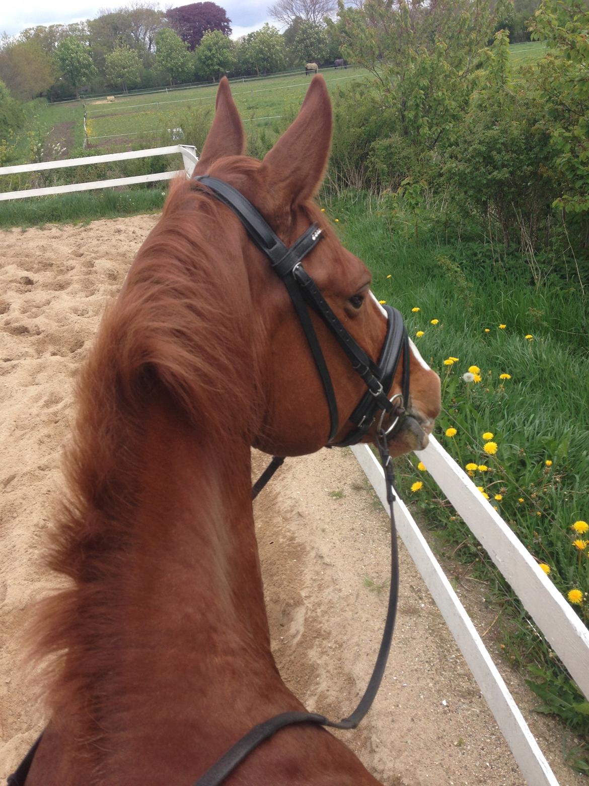 Dansk Varmblod Lindegaardens Zafir  billede 5