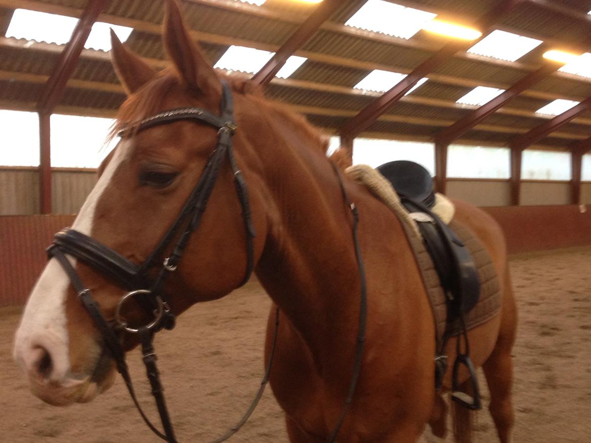 Dansk Varmblod Lindegaardens Zafir  billede 6